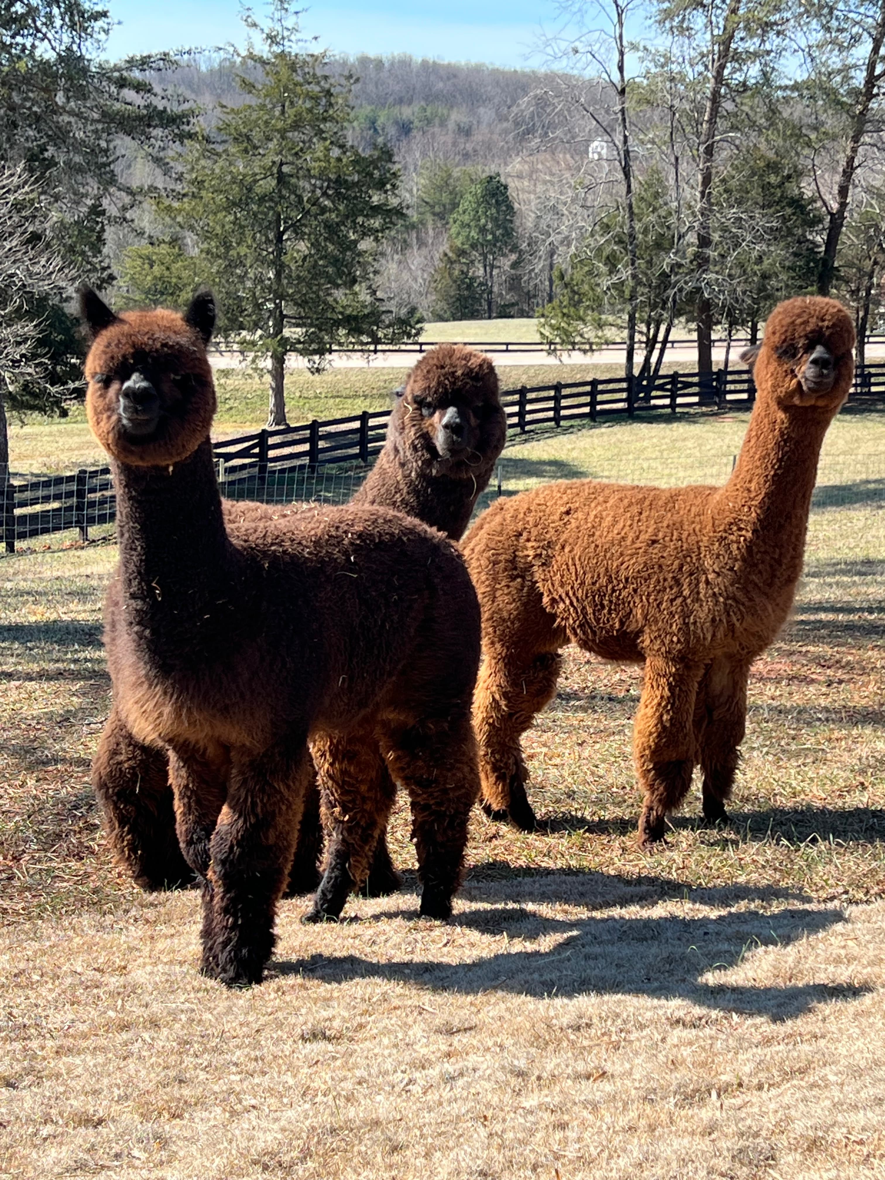 Three fluffy brown alpacas stand in a sunny, fenced-in pasture with a backdrop of evergreen trees and rolling hills.Visit our alpaca herd (appointment required)
