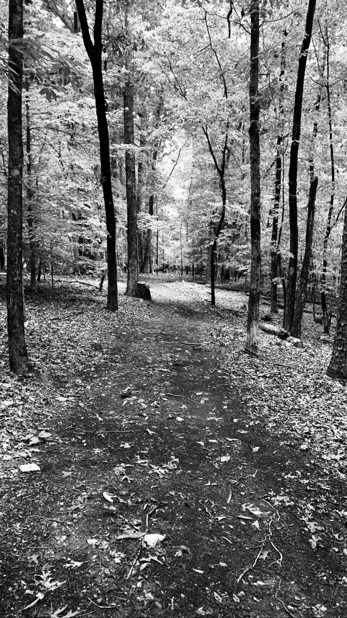 A black and white photograph of a narrow, leaf-covered nature trail winding through a dense forest of tall, thin trees.
