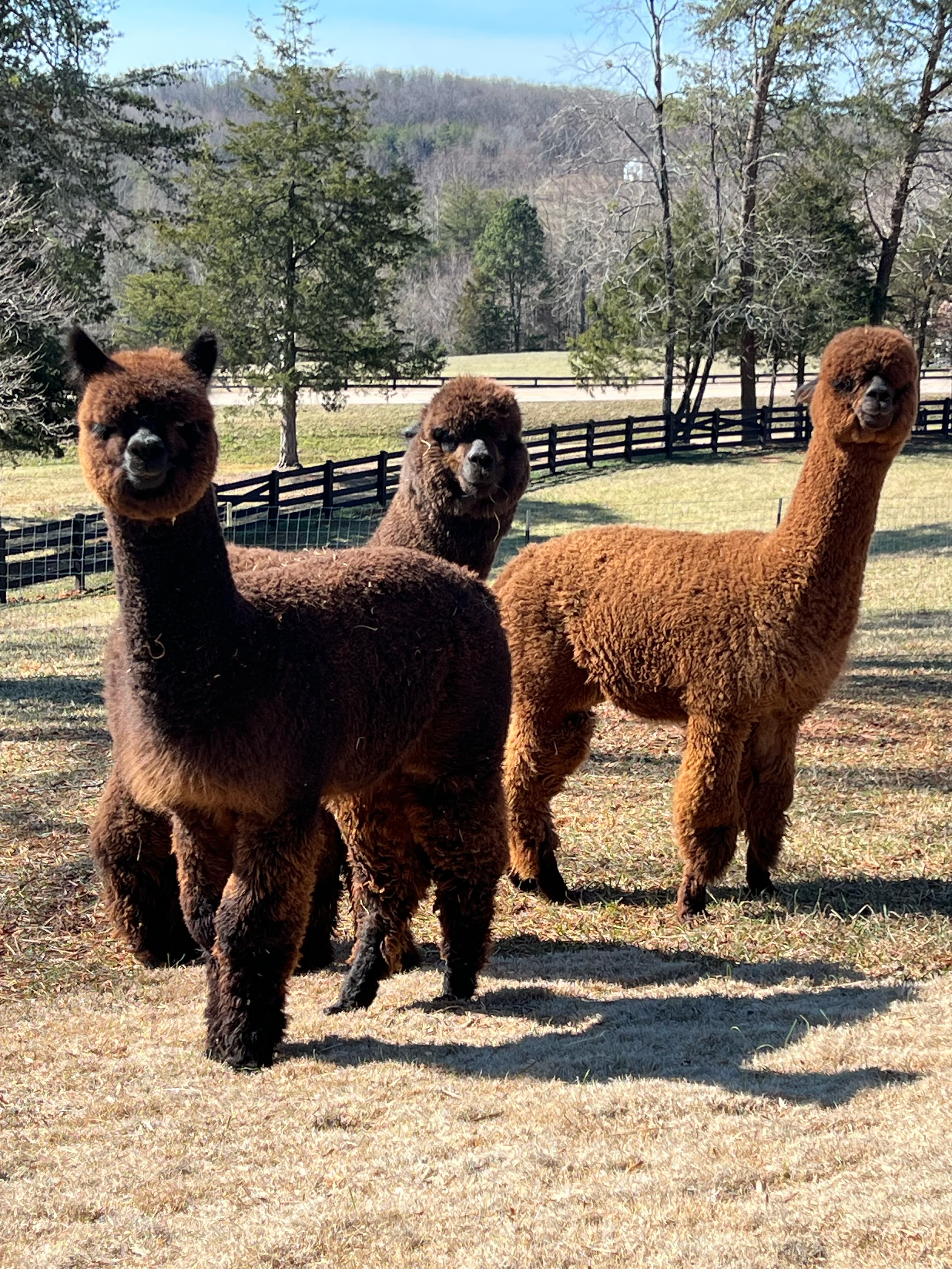 Three brown alpacas stand in a grassy field with trees in the background.